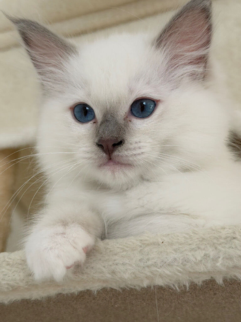 Lilac point male ragdoll Fully vaccinated Ready Now !