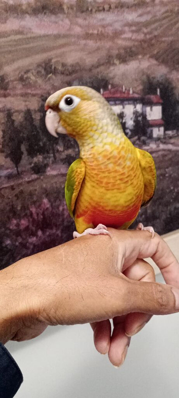 Conure pineapple semi tame