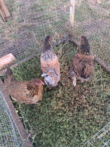 3 lovely brahma hens for sale
