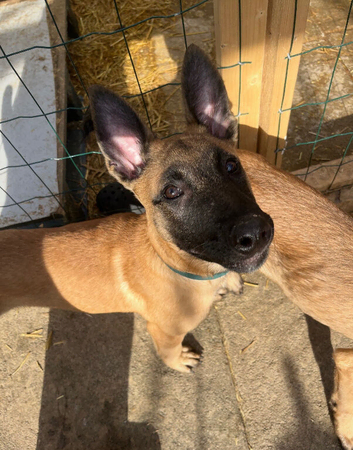 Elite female Belgian Malinios - Fully Vaccinated