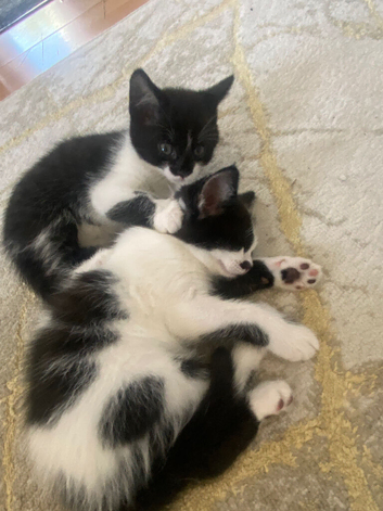 Kittens