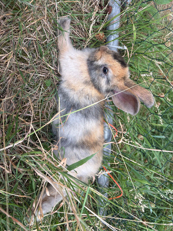 Baby rabbits