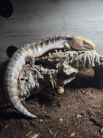 Northern blue tongue skink