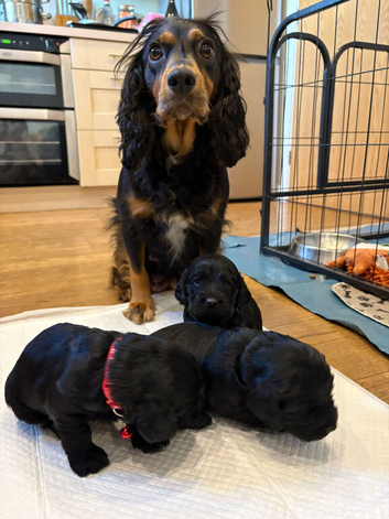 Working cocker spaniel puppies