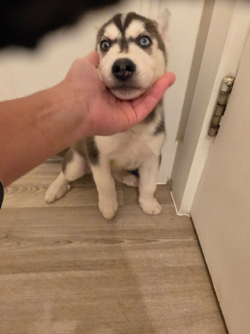 Siberan husky