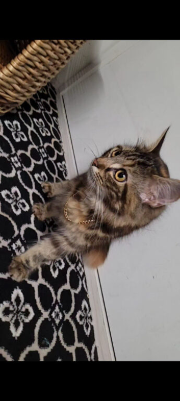 Cat for rehome