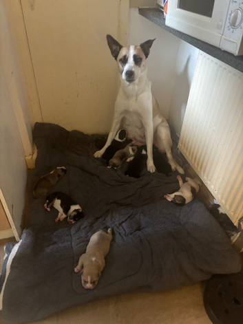 8 week old pups looking for forever homes