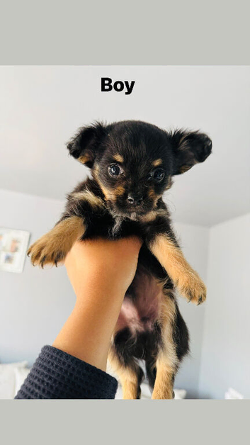Adorable fluffy chihuahua