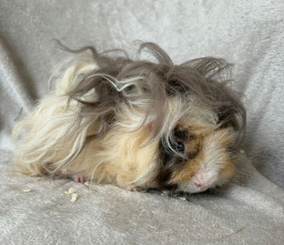 Young Lunkarya boar