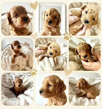 Cavapoos - Early Interest - New Litter