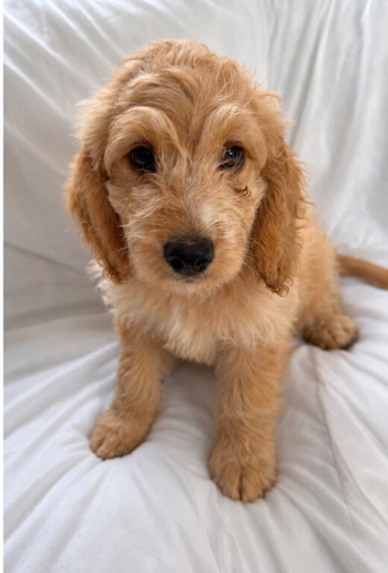 One Beautiful Apricot Cockapoo Baby.