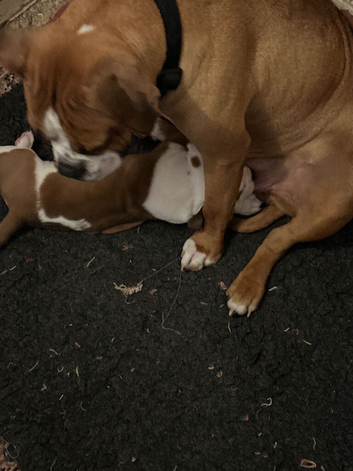 Boxer boy puppy