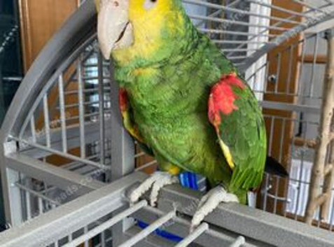 Double Yellow Headed Amazon Parrot Only 4 Years old
