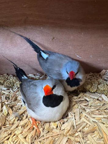 2 breeding pairs hex finch, long tail grass finch