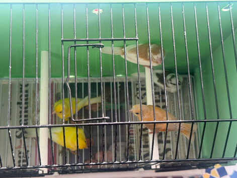 Canary for sale Siskin