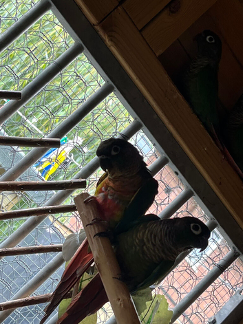 Baby conures