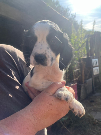Sprocker puppies for sale