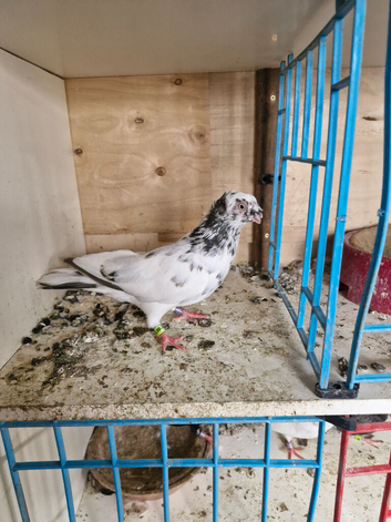 Transylvanian Double Crested