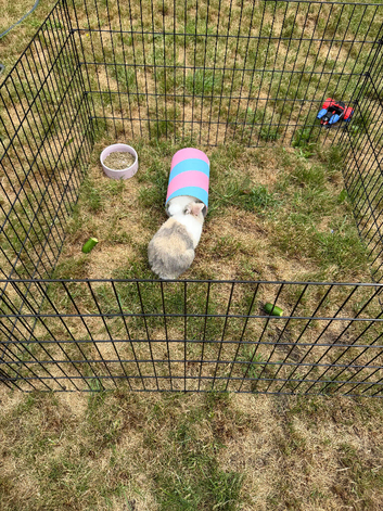 2 Male Mini Lop Baby Rabbits