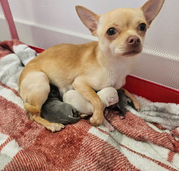 Chihuahua puppies for sale