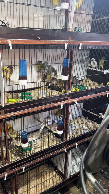 Canary's different colours