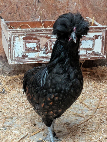 Pilkie (Polish and Silkie crossed)