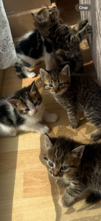 5 beautiful kittens looking for their forever home