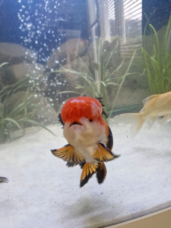 Baby oranda