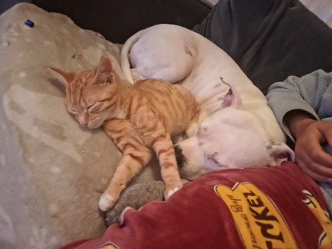 Female white Staffy
