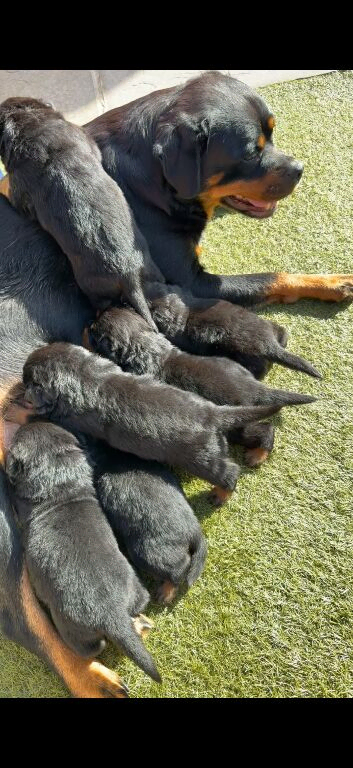 Rottweiler puppies