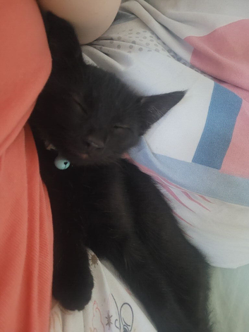 Kitten 5