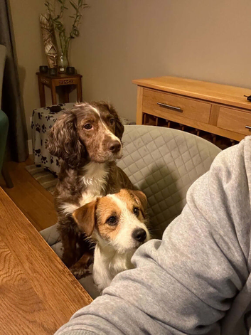 Cocker & Jack Russell