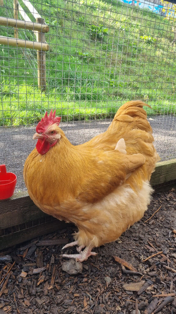 Buff Orpington Cockerels