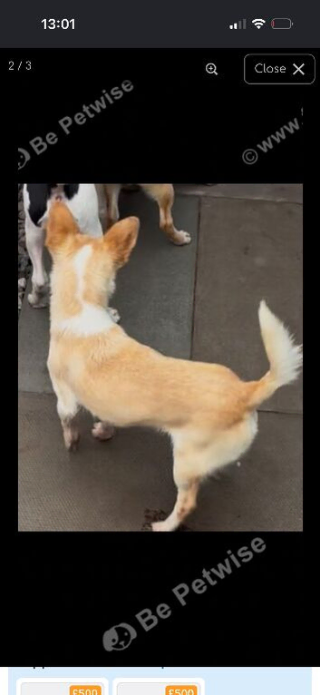 Chihuahua puppies ready now
