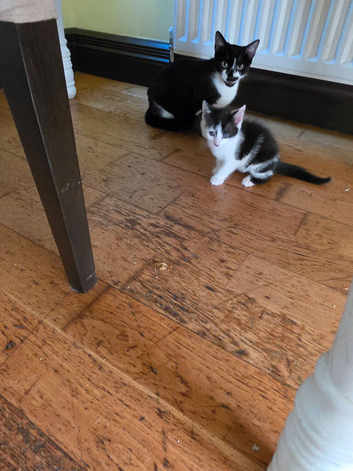 Kittens