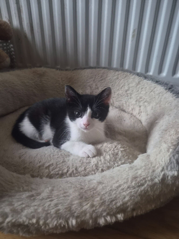 3x 11 week old kittens