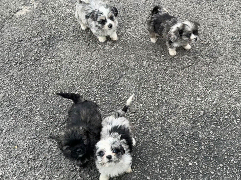 Chorkie