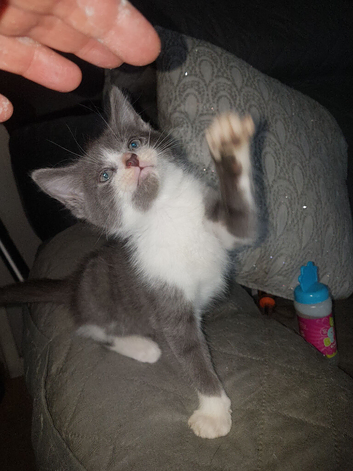 Adorable kitten