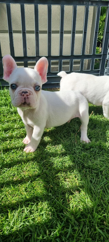 White/Pied French Bulldog puppies