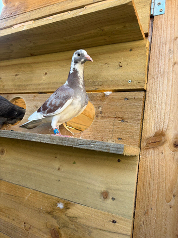 RACING PIGEONS FOR SALE &ndash; QUALITY BLOOD