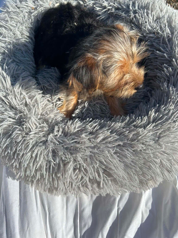 Yorkshire terriers