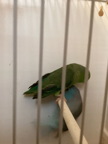 Bonded pair of parrotlets