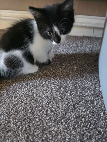 Kittens