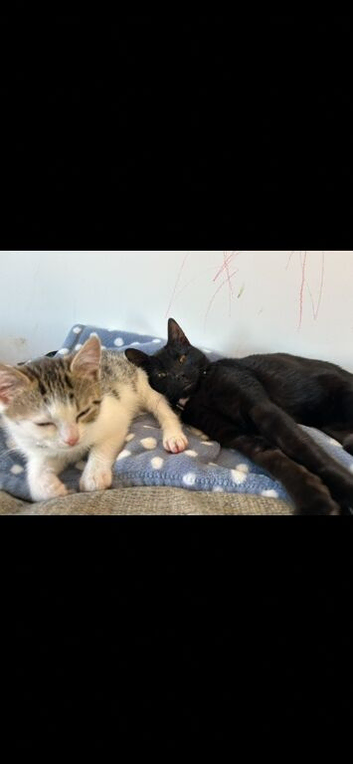 2 Year Old - Male & Female Cat&rsquo;s