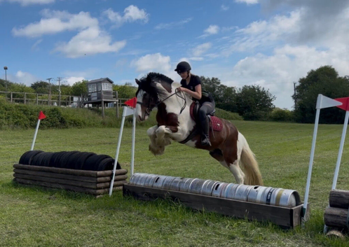 15.1/2H - 5Yo - Skewbald - Gelding - Clydsdale X Gypsy Cob - All Rounder
