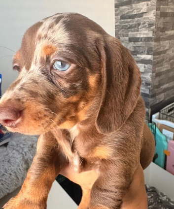 Beautiful miniature dachshund puppies