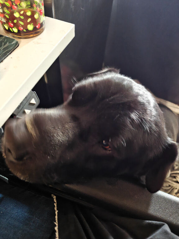 Sha pei springer cross in need of a loving home