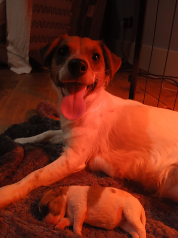 Jack russel pups 2 boys 2 girls (tan girl reserved)