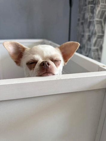 White and cream kc reg female