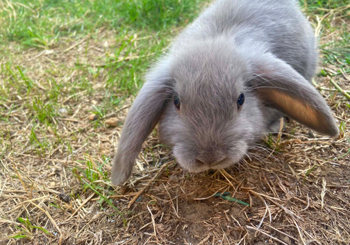 Baby mini lop 12 weeks old female with indoor cage and outdoor cage